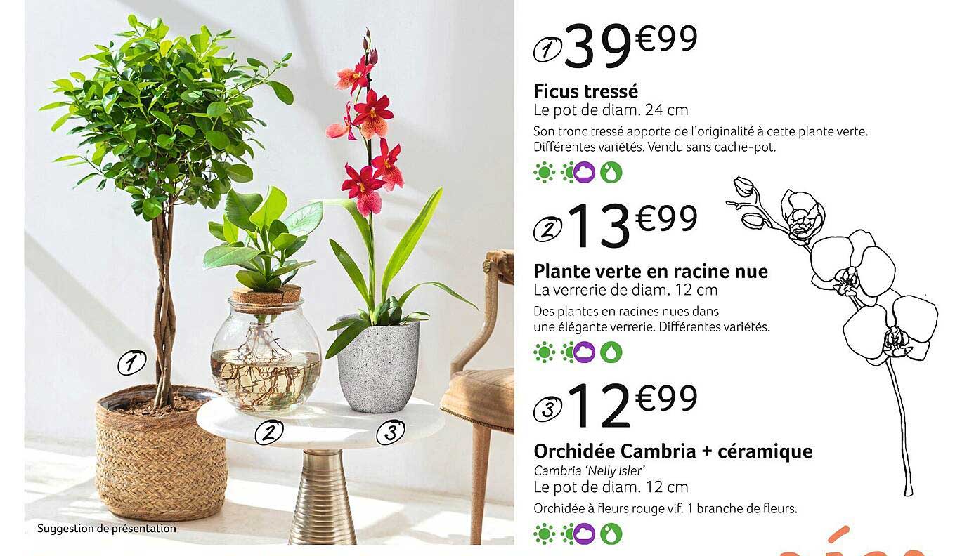 ficus tressé, plante verte en racine nue ou orchidée cambria + céramique