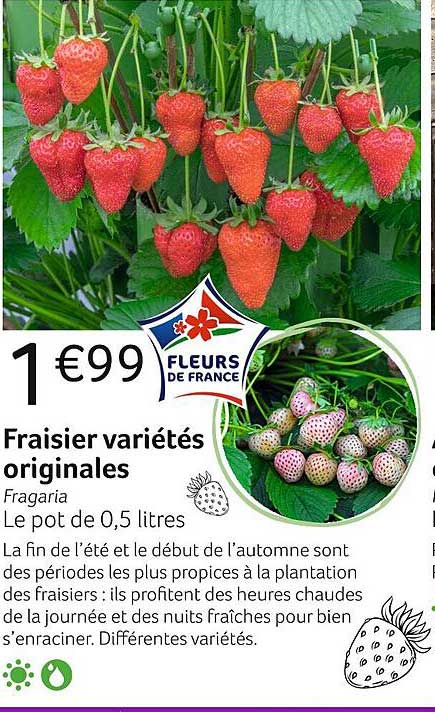 fraisier variétés originales