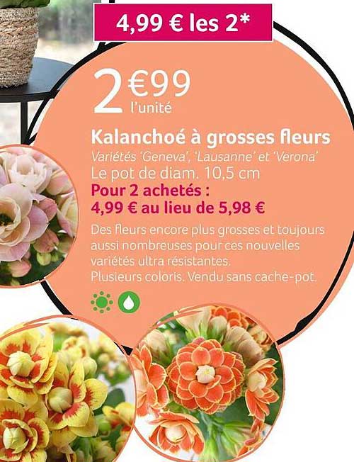 kalanchoé à grosses fleurs