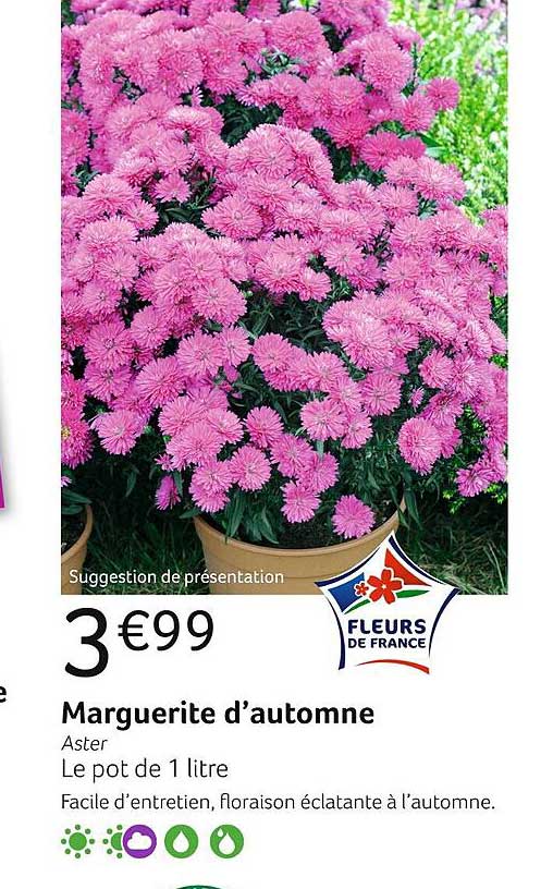 marguerite d'automne