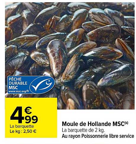 moule de holland msc