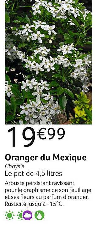 oranger du mexique