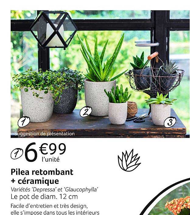 pilea retombant + céramique
