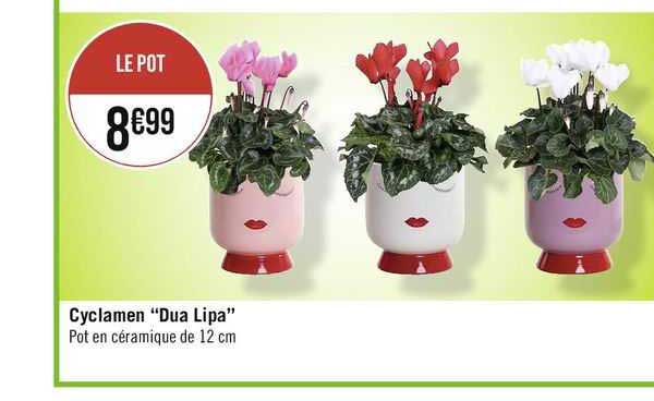 cyclamen "dua lipa"