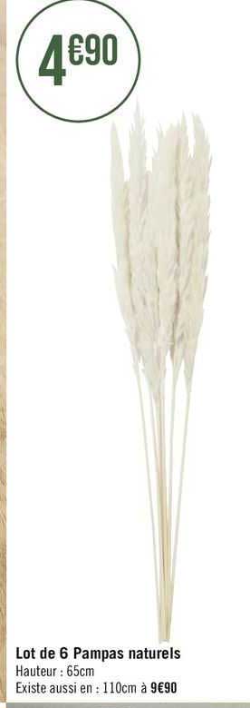 lot de 6 pampas naturels
