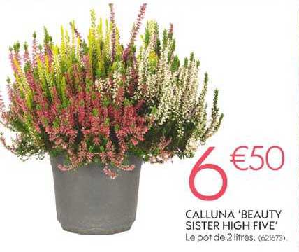 calluna beauty sister high five
