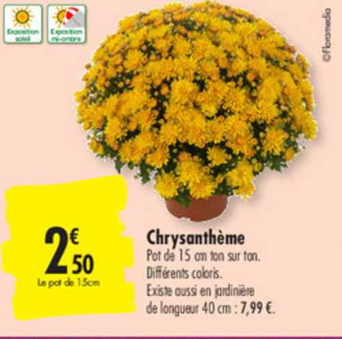 Chrysanthème