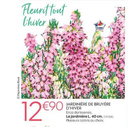 jardinière de bruyère d'hiver