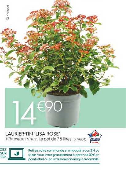 laurier tin lisa rose