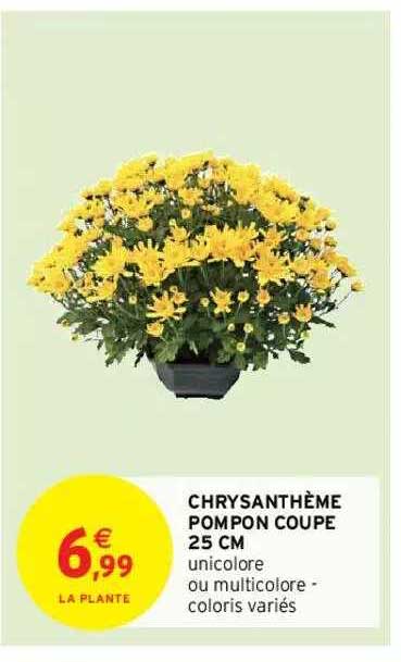 Chrysanthème Pompon Coupe 25 Cm