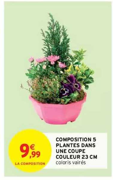 composition 5 plantes dans une coupe couleur 23 cm