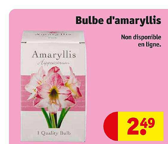 bulbe d'amaryllis