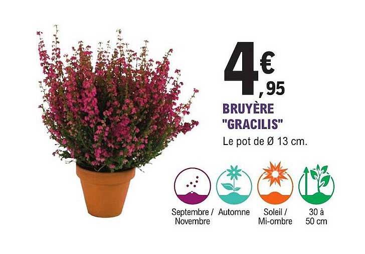 Bruyère "gracilis"