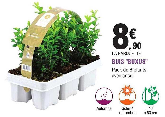 buis "buxus"