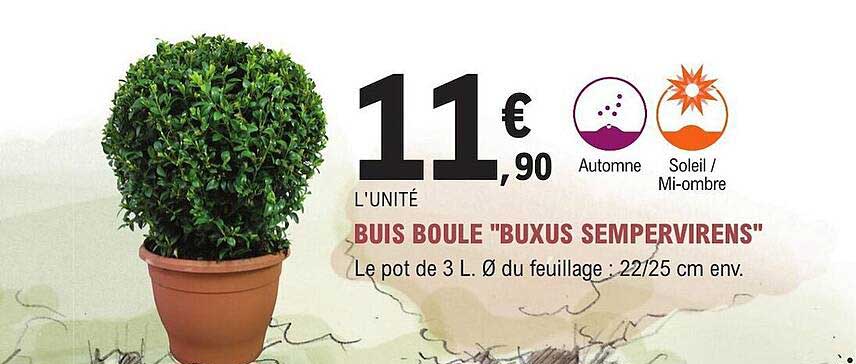 buis boule "buxus sempervirens"