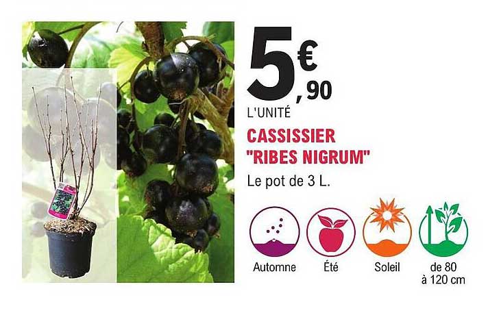 cassissier "ribes nigrum"