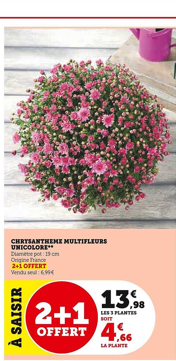 Chrisanthème Multifleurs Unicolore
