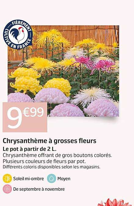 chrysanthème à grosses fleurs
