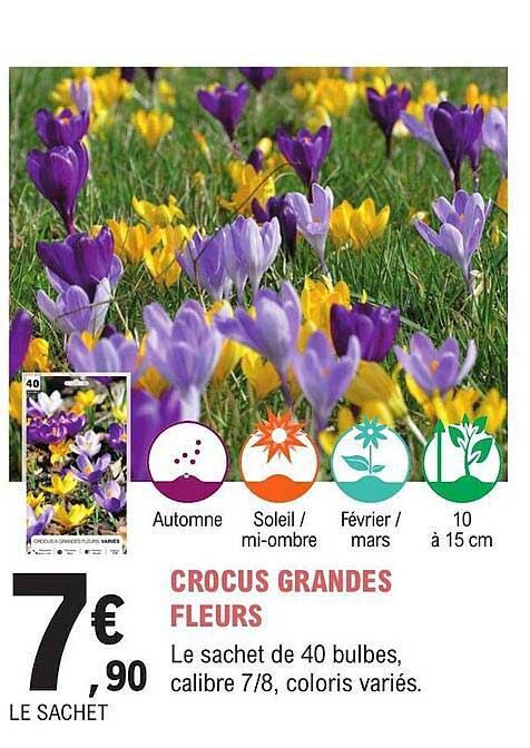 crocus grandes fleurs