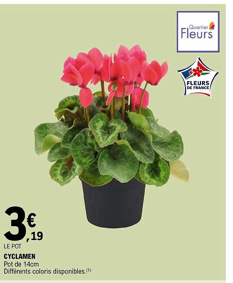 Cyclamen