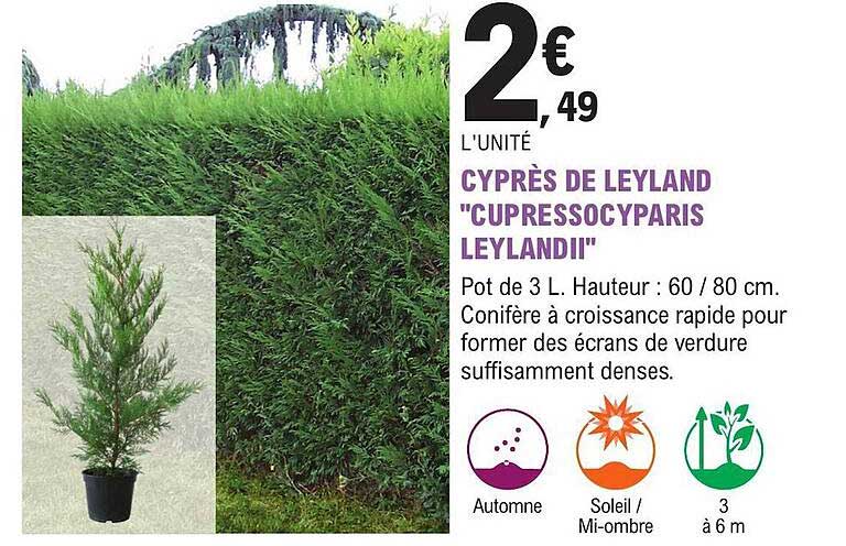 cyprès de leyland "cupressocyparis leylandii"