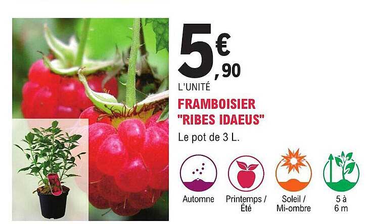 framboisier "ribes idaeus"