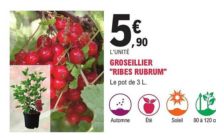 groseillier "ribes rubrum"