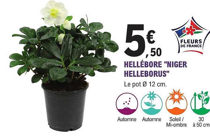hellébore "niger helleborus"