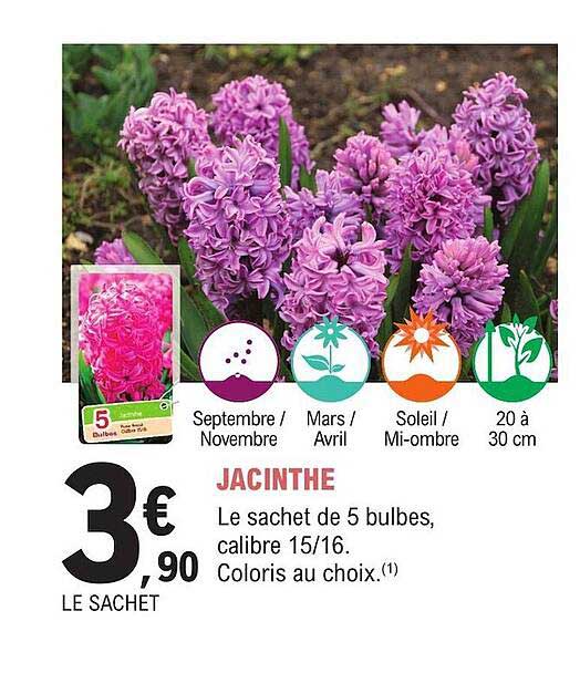 Jacinthe