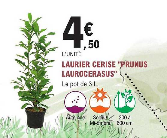 Laurier Cerise "prunus Laurocerasus"