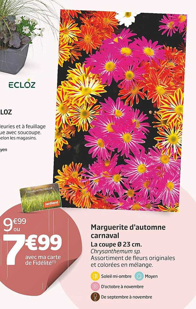 Marguerite D'automme Carnaval