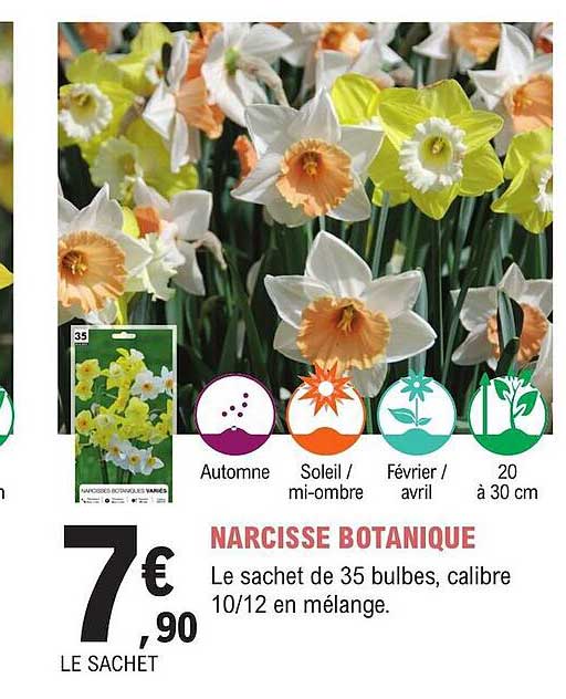 narcisse botanique