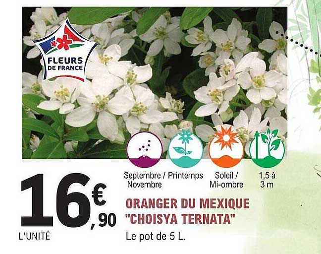 oranger du mexique "choisya ternata"