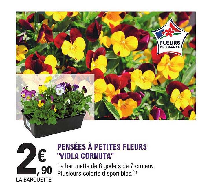 pensées à petites fleurs "viola cornuta"