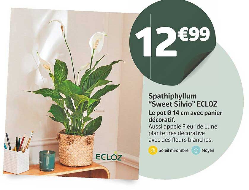 spathiphyllum "sweet silvio" ecloz