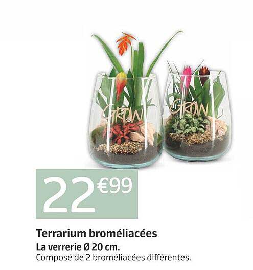 Terrarium Broméliacées