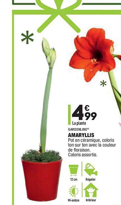 amaryllis gardenline