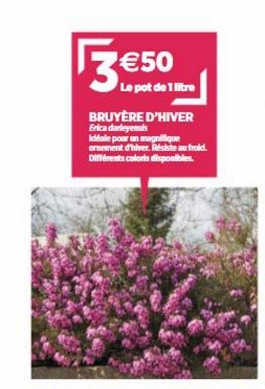 bruyère d'hiver