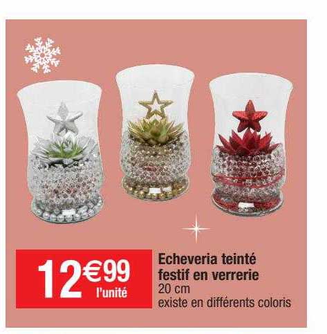 echeveria teinté festif en verrerie