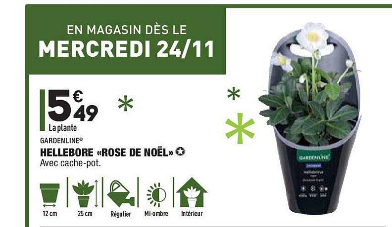 hellebore «rose de noël»