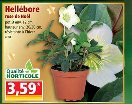 hellébore rose de noël