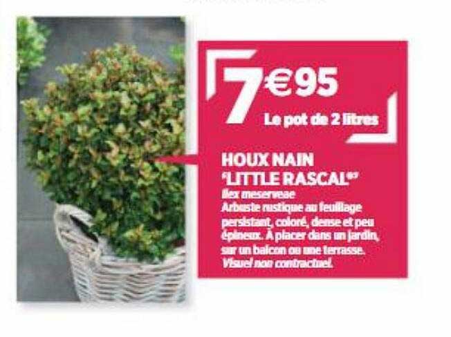 houx nain "little rascal"