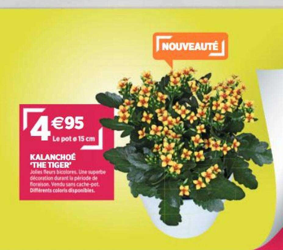kalanchoé "the tiger"