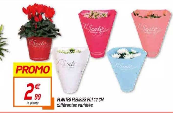 plantes fleuries pot 12 cm
