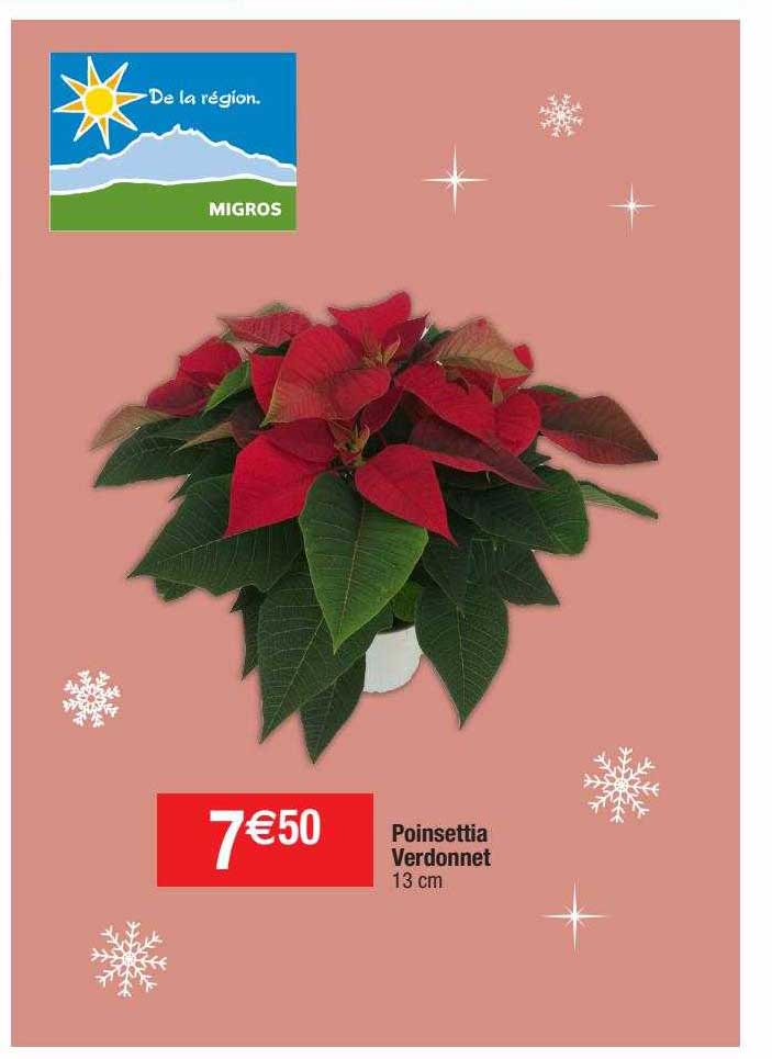 poinsettia verdonnet