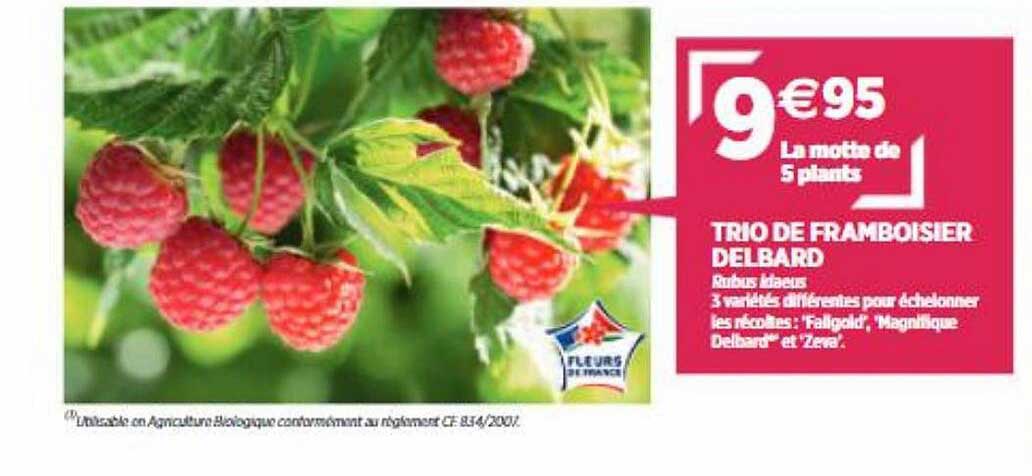 trio de framboisier delbard