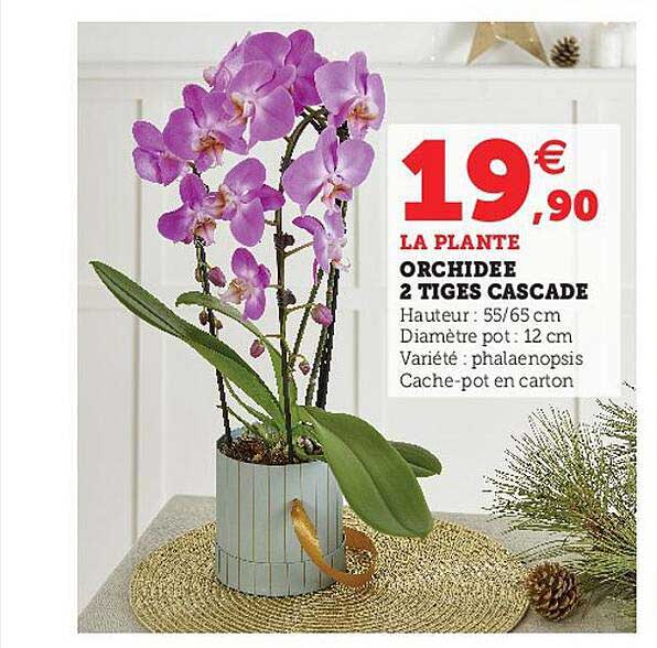 Orchidee 2 Tiges Cascade
