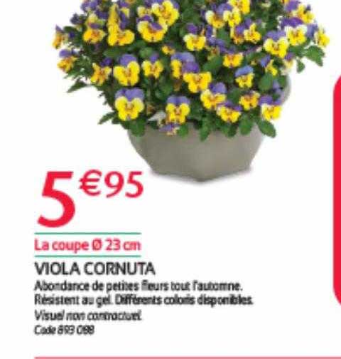Viola Cornuta