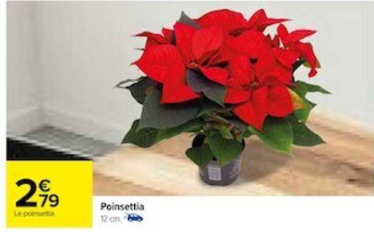 poinsettia