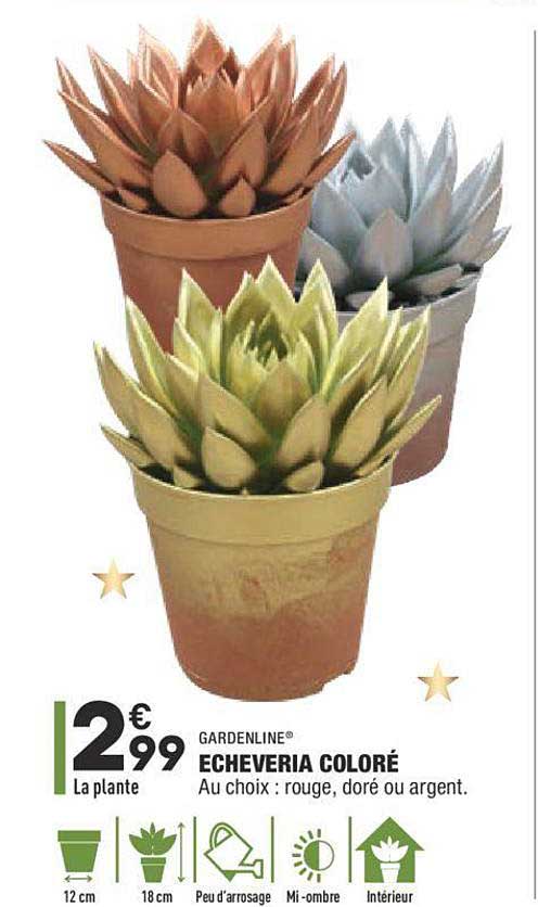 echeveria coloré gardenline